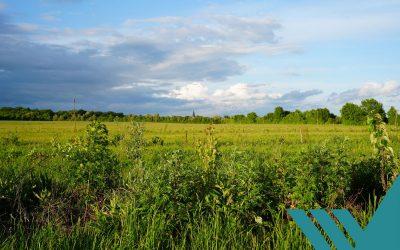MedTech meets agriculture: Agroforestry project
